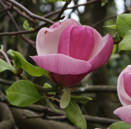 /products/magnolia-soul-lennei-sacholan-soulangeuv-lennei-60-80-bal/